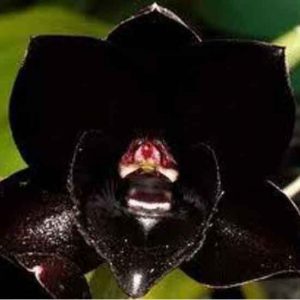 Black Orchid - To Be Discontinued